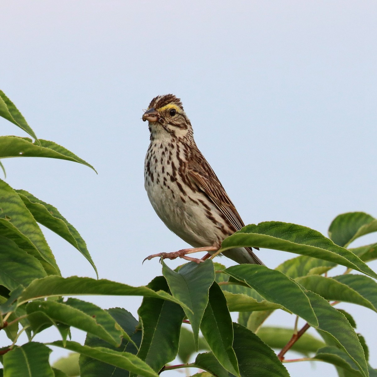 Savannah Sparrow - ML621328599
