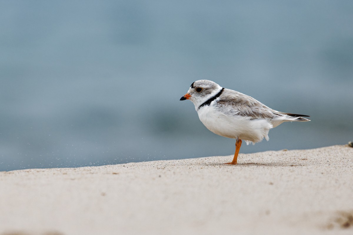 Piping Plover - ML621328600