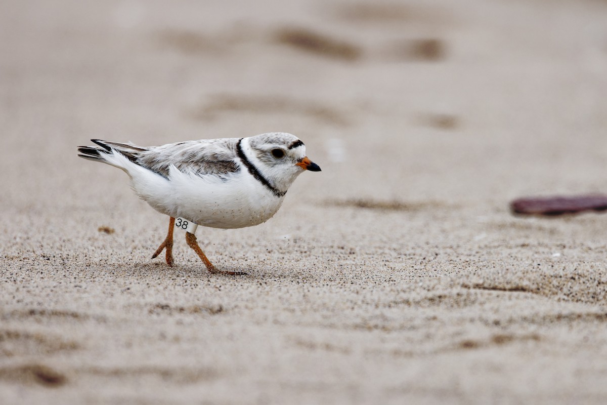Piping Plover - ML621328601