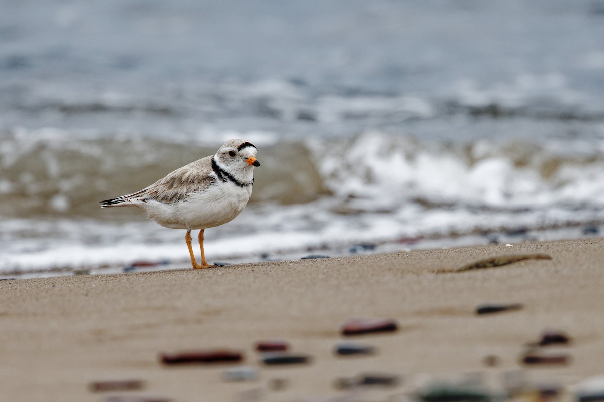 Piping Plover - ML621328602