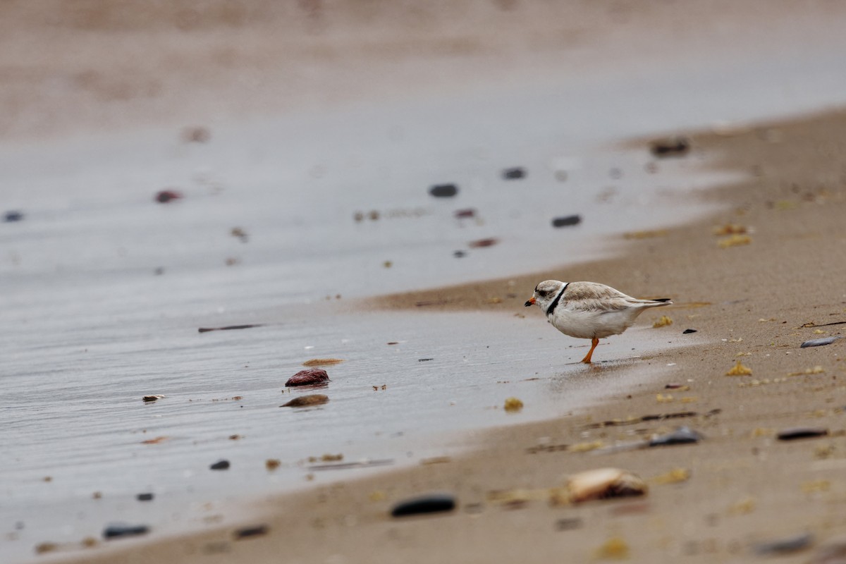 Piping Plover - ML621328603