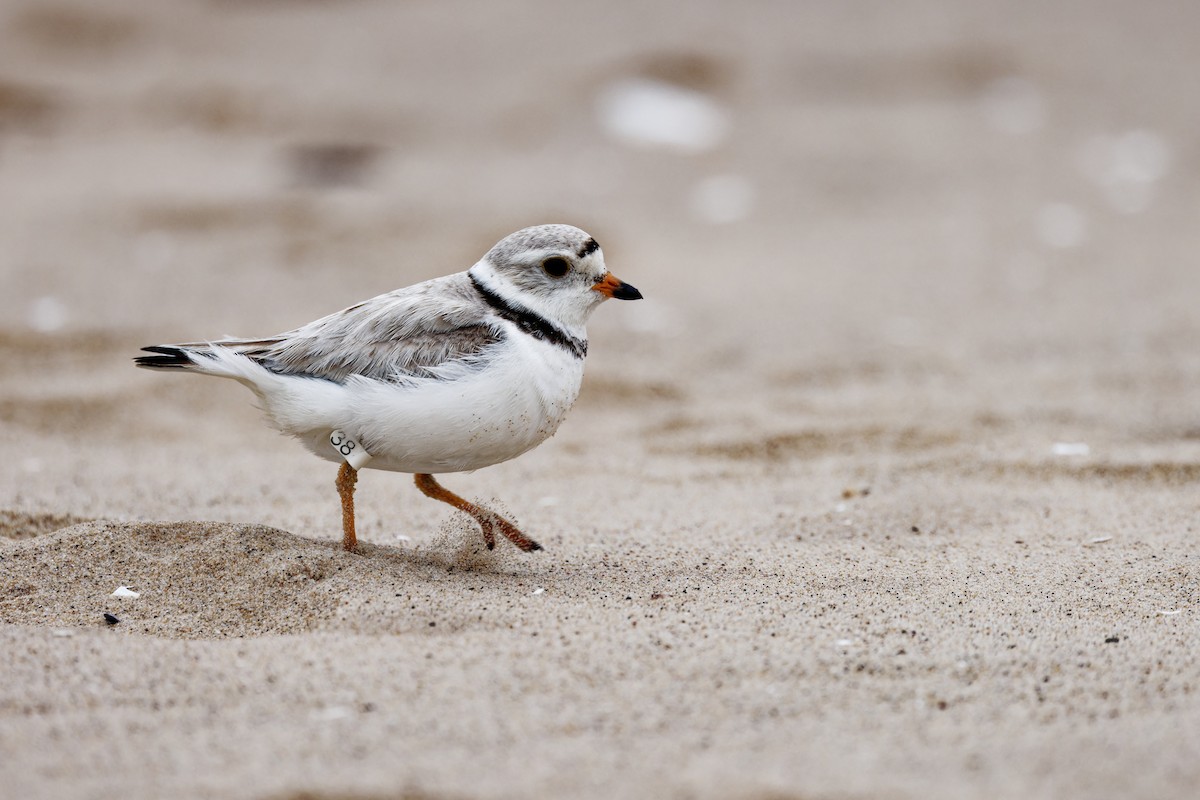 Piping Plover - ML621328605