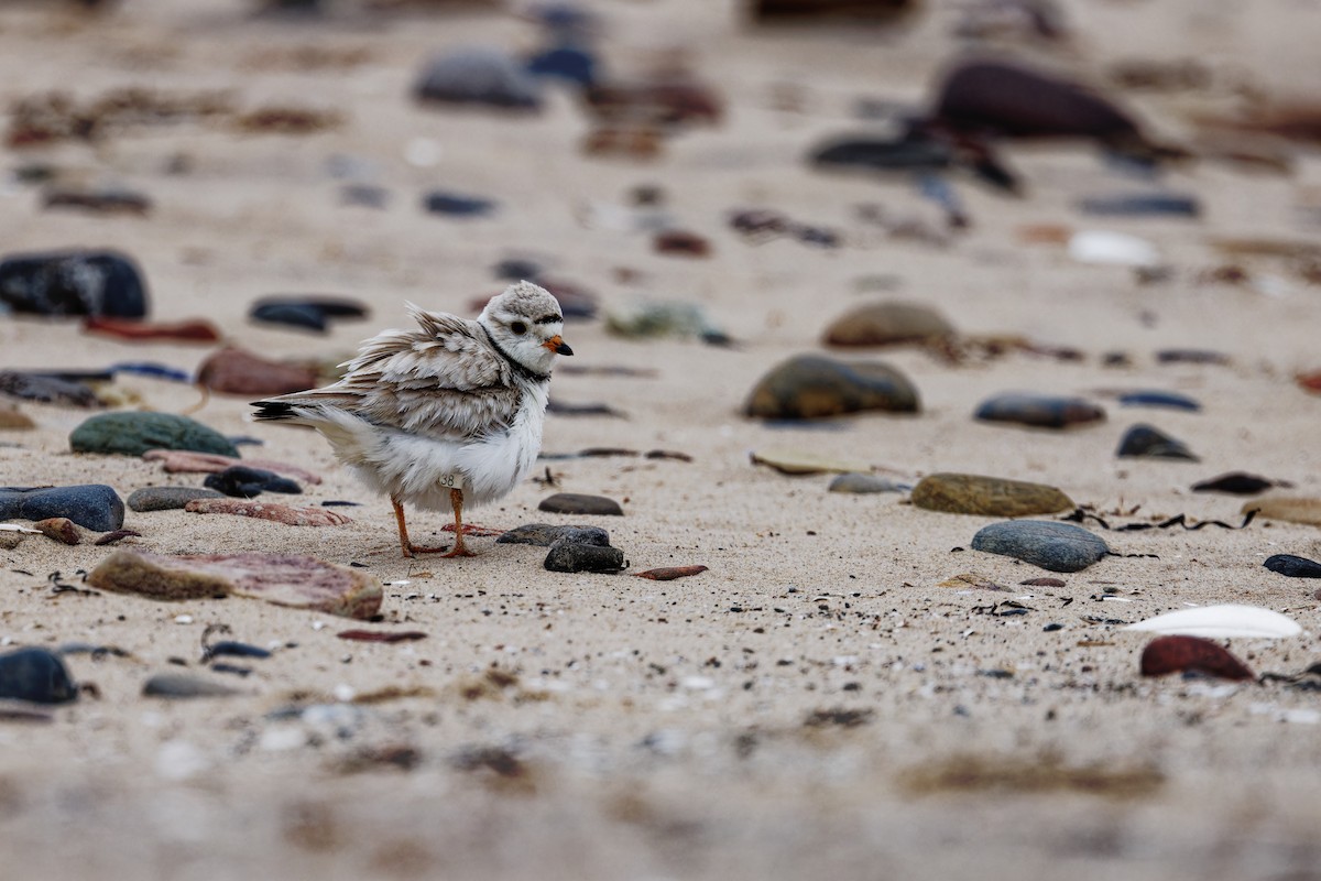 Piping Plover - ML621328607
