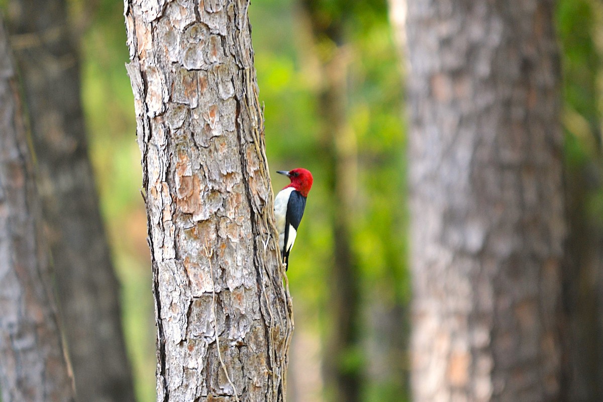 Red-headed Woodpecker - ML621328608