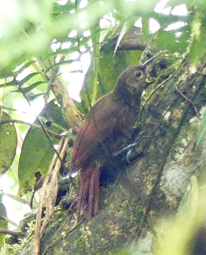 Spotted Woodcreeper - ML621328616