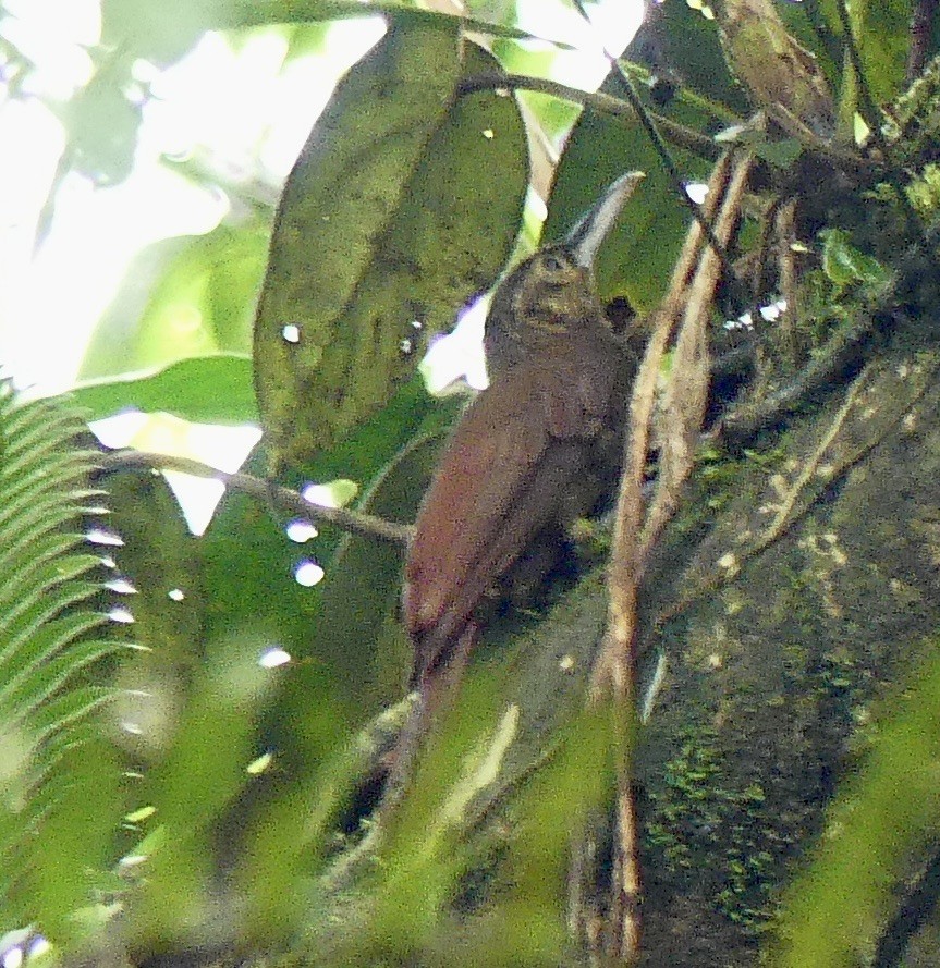 Spotted Woodcreeper - ML621328617