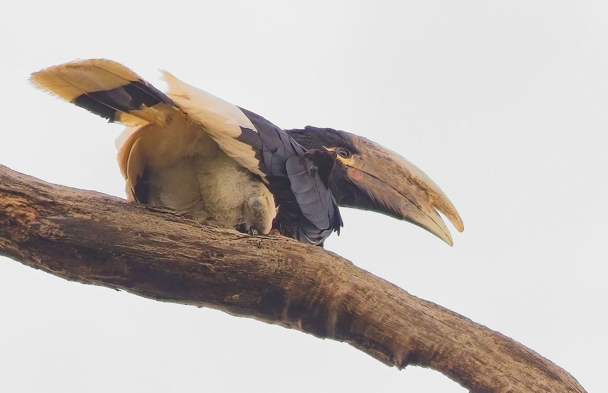 White-thighed Hornbill - Blair Bernson