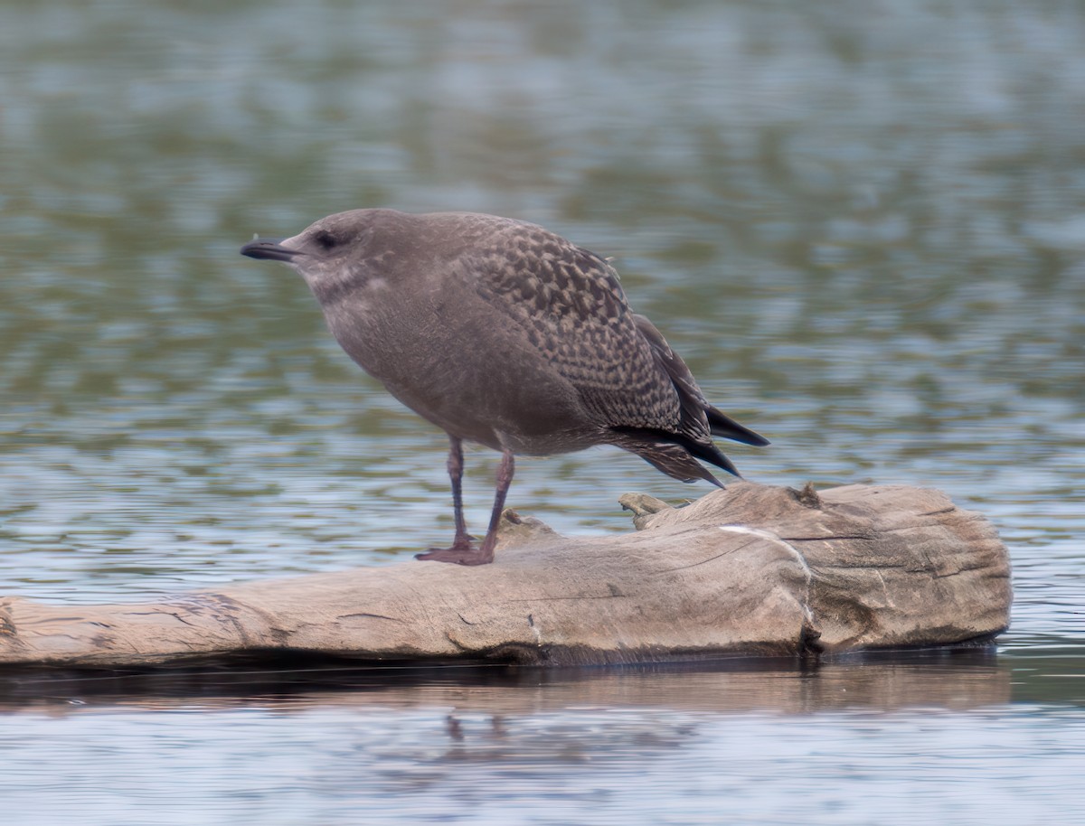 Herring Gull (American) - ML621328667