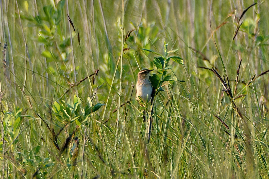 Sedge Warbler - ML621328686