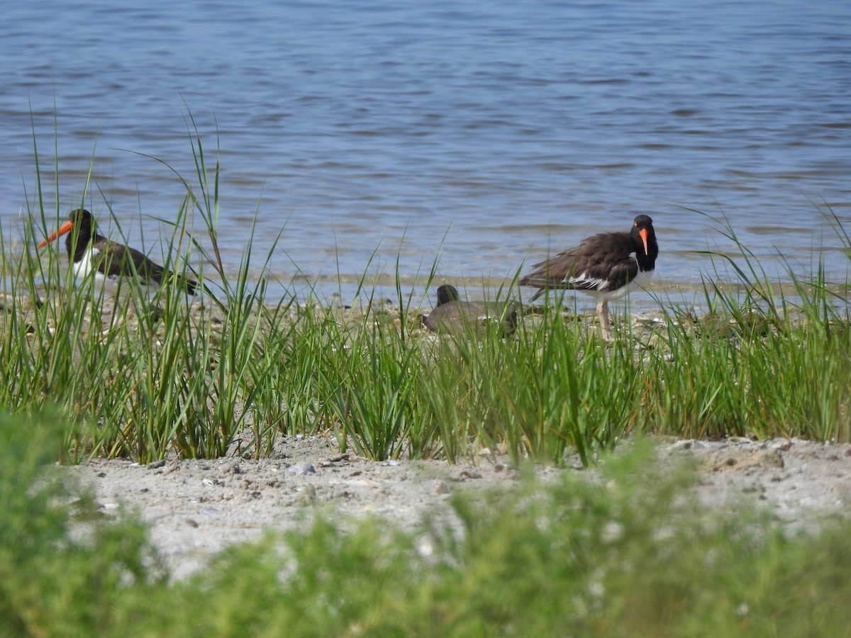 American Oystercatcher - ML621328707