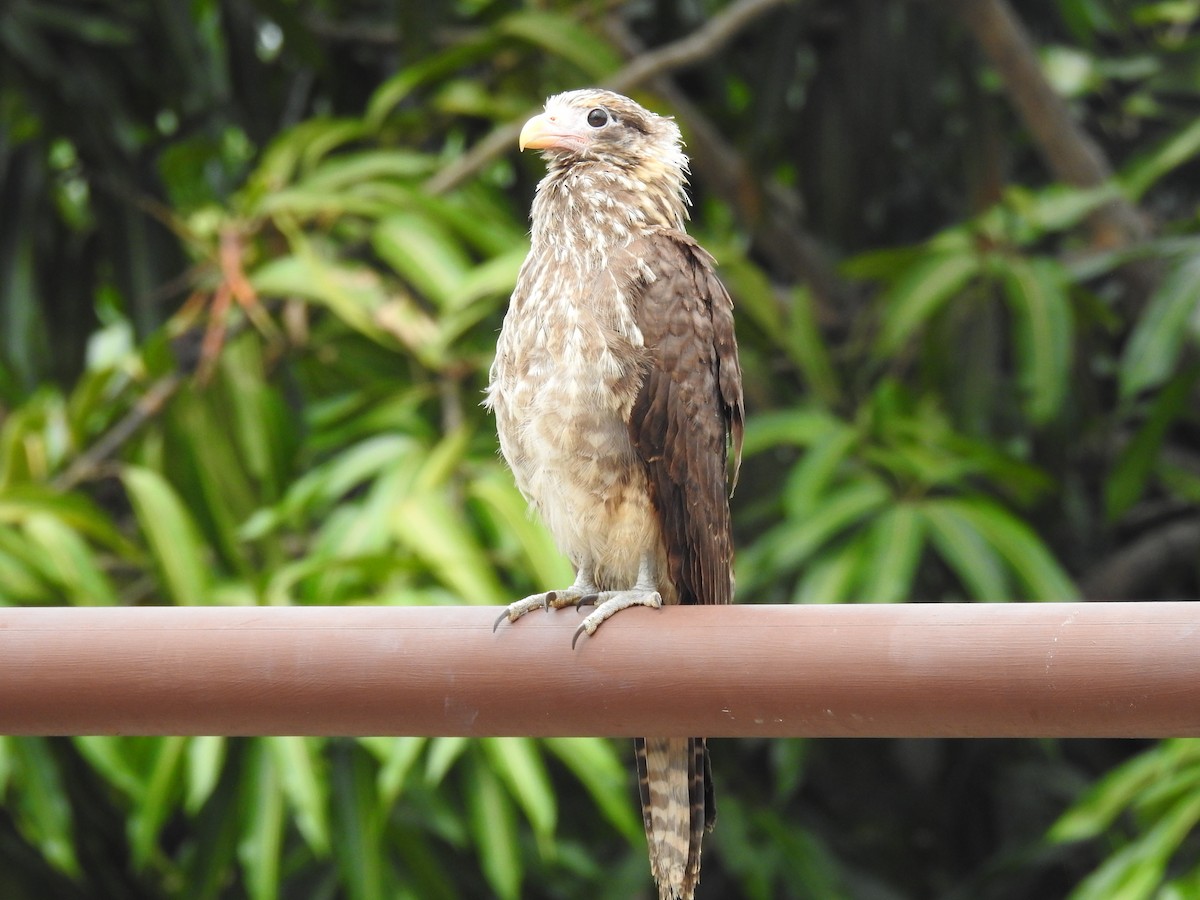 Yellow-headed Caracara - ML621328709