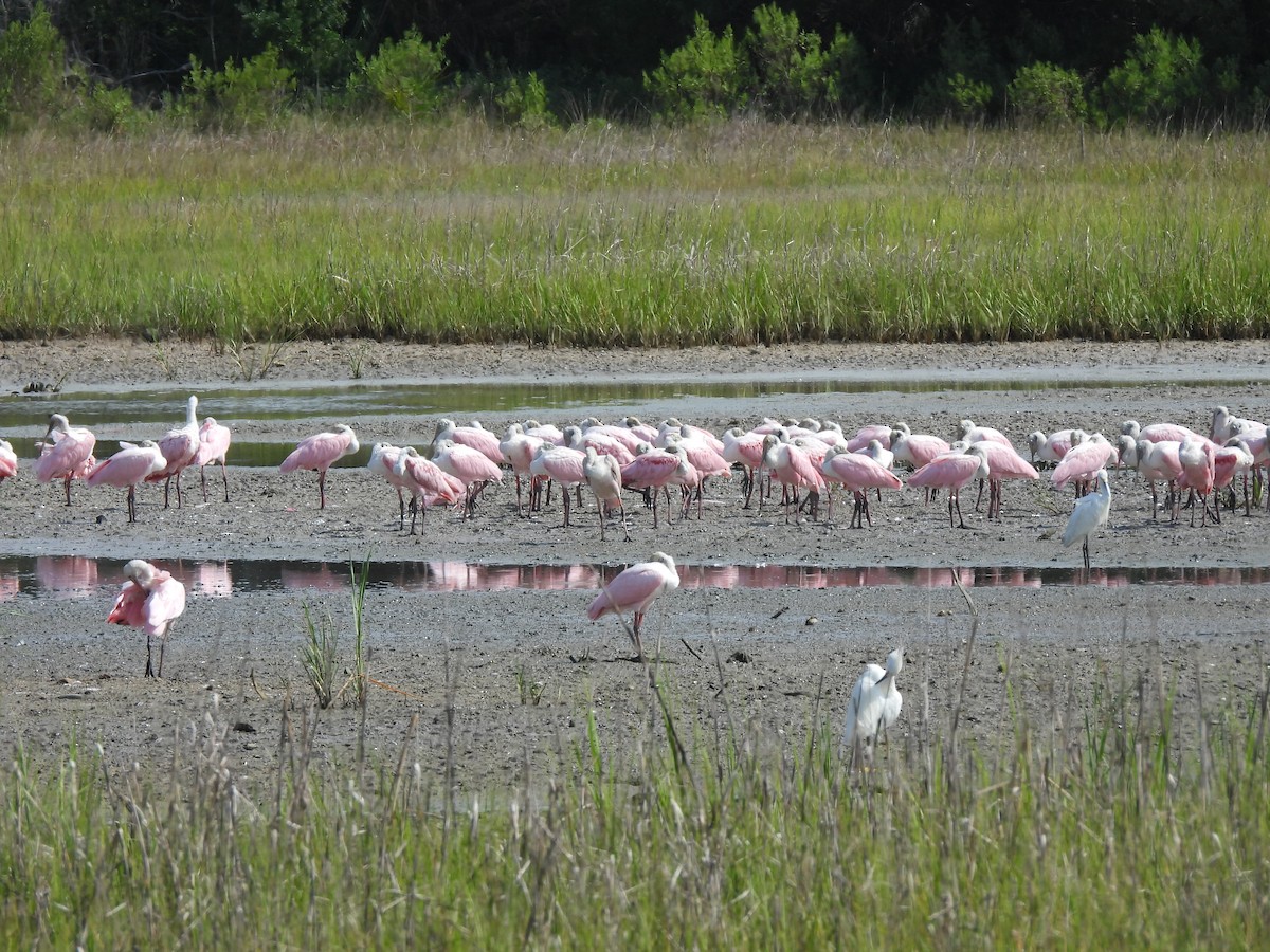 Roseate Spoonbill - ML621328713