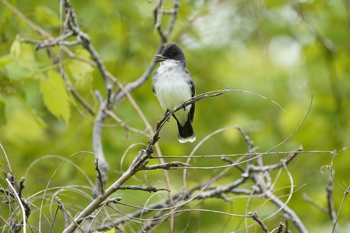 Eastern Kingbird - ML621328811