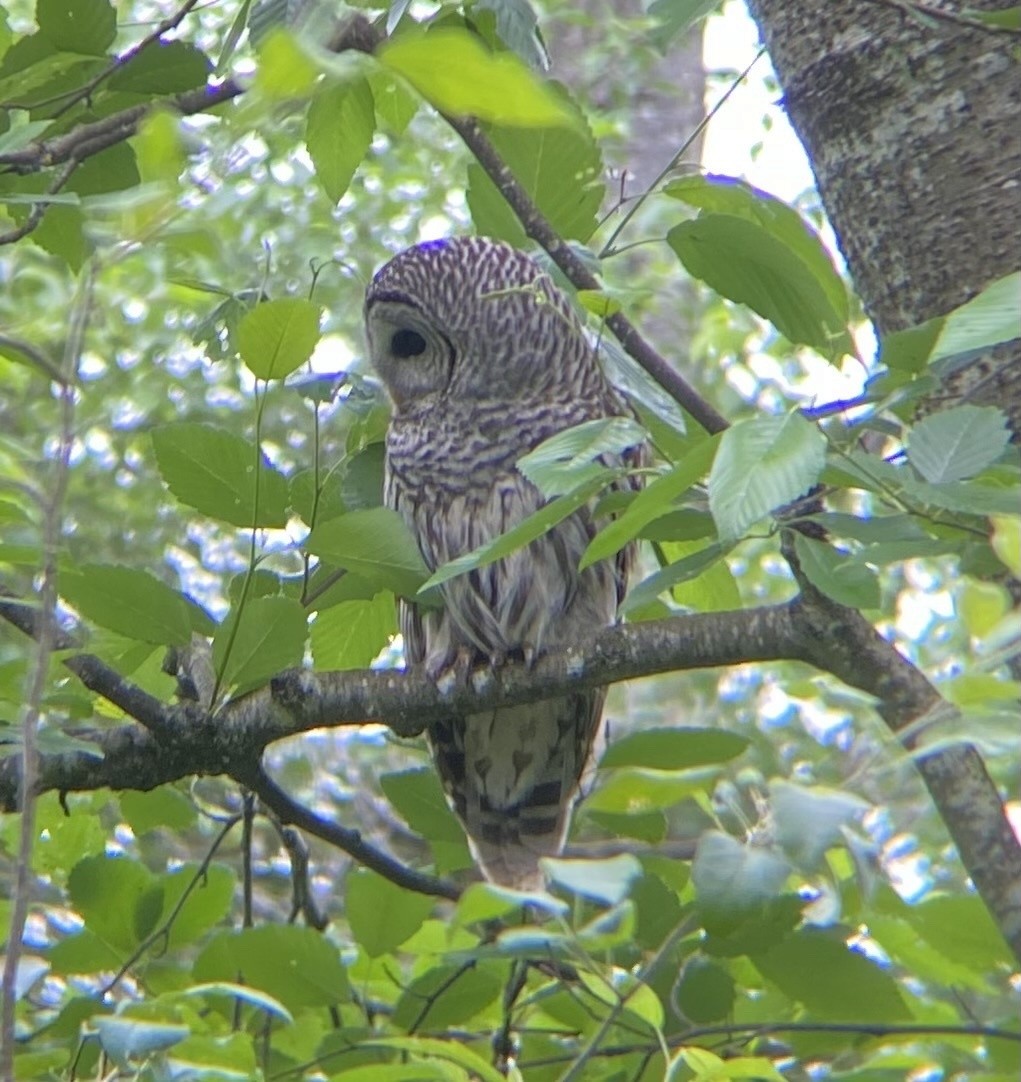 Barred Owl - ML621328840