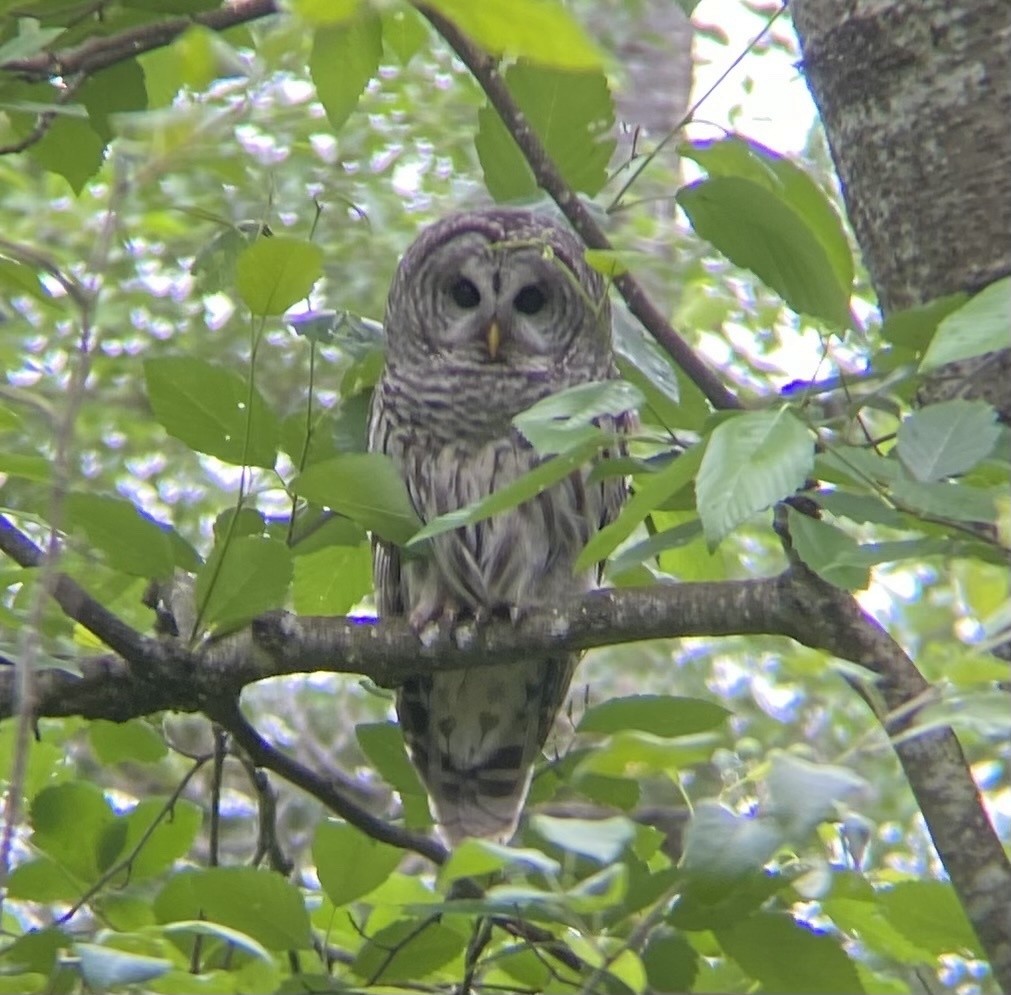 Barred Owl - ML621328842