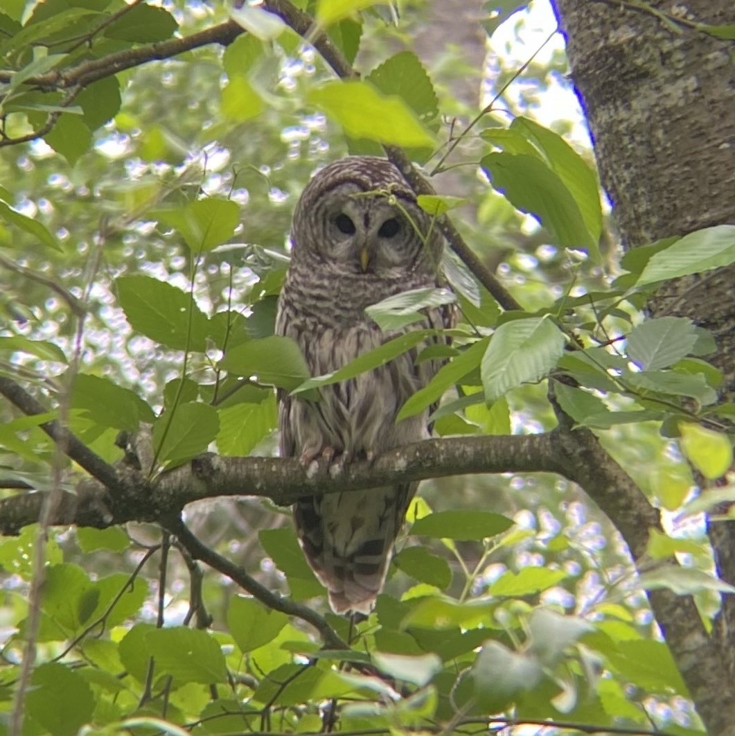 Barred Owl - ML621328845