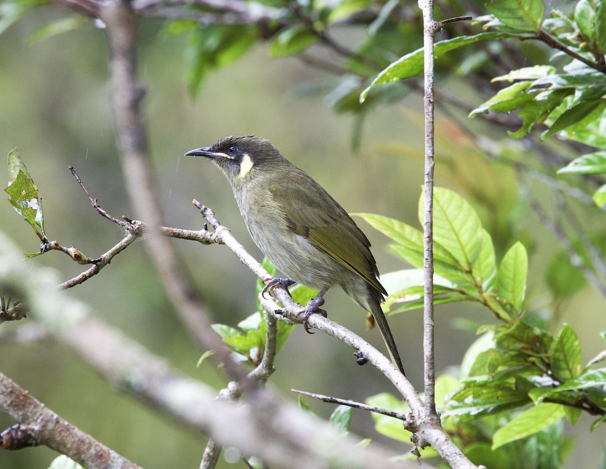 Lewin's Honeyeater - ML621328864