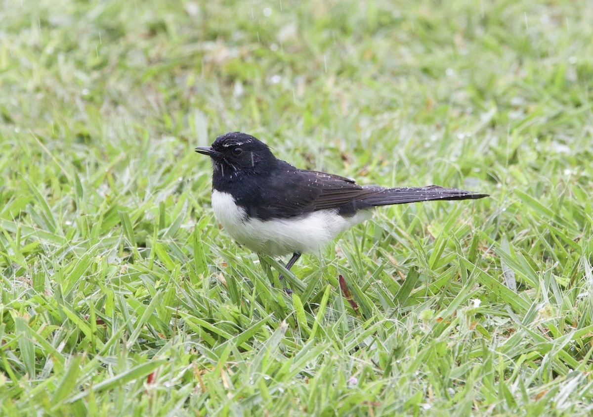 Willie-wagtail - ML621328866