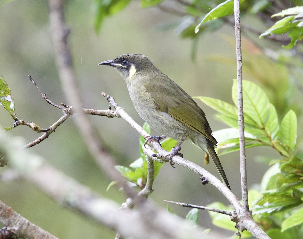 Lewin's Honeyeater - Sue Flecker