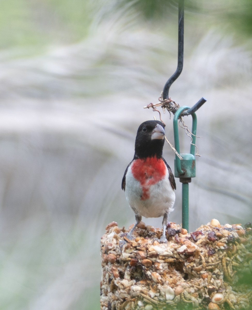 Rose-breasted Grosbeak - ML621328899