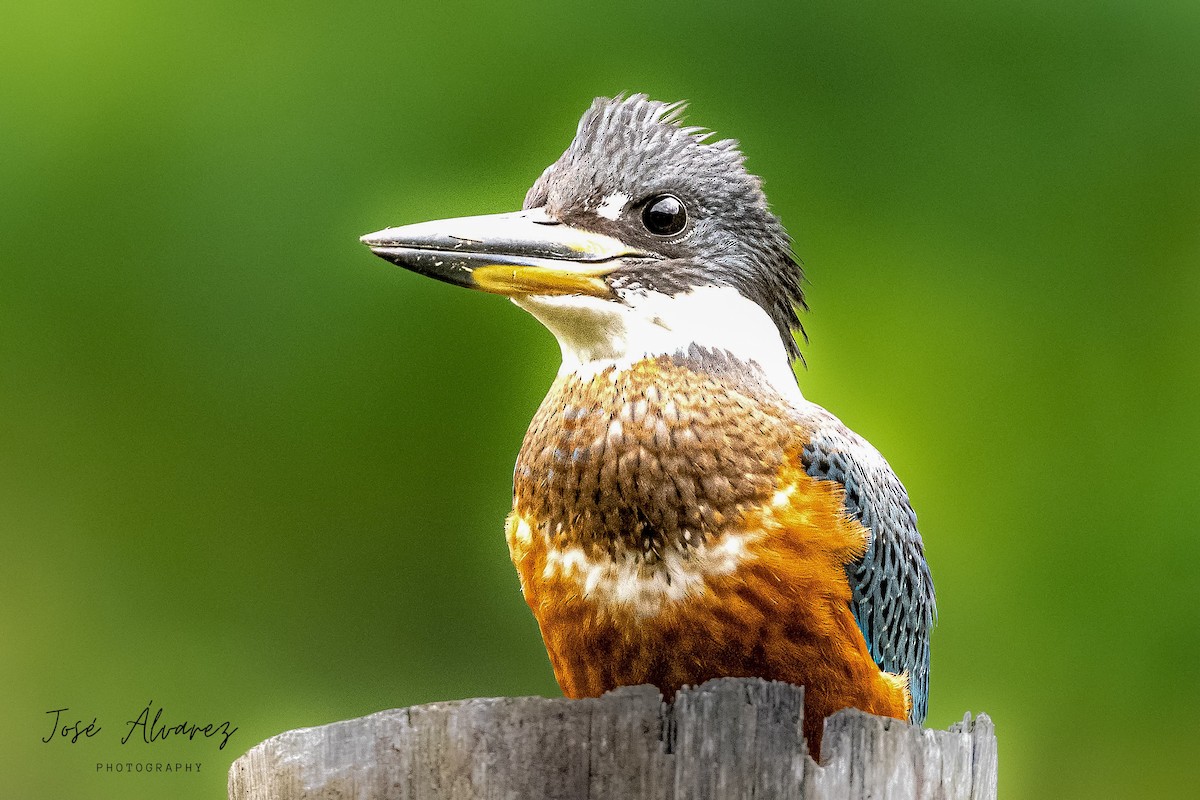 Ringed Kingfisher - ML621328998