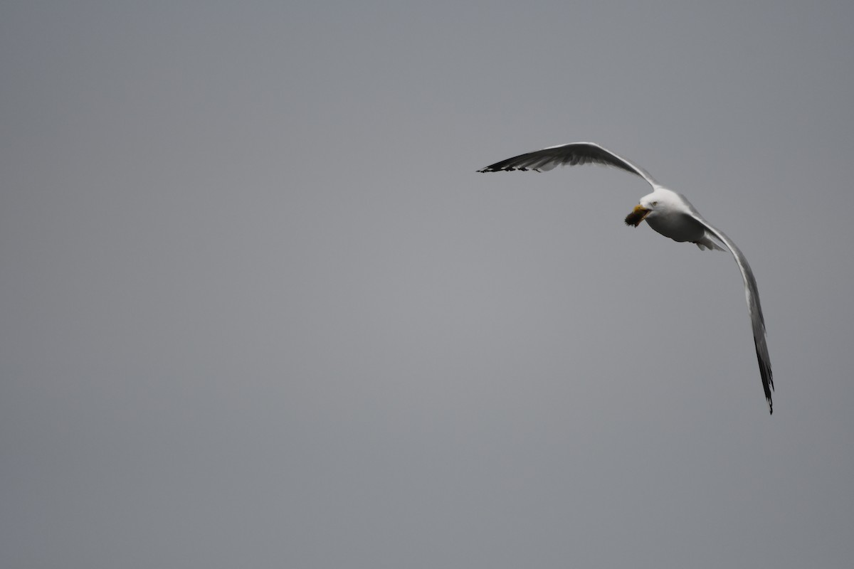 Gaviota Argéntea (americana) - ML621329006