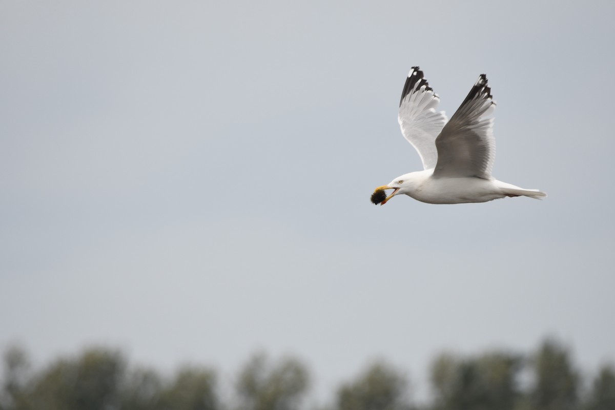 Gaviota Argéntea (americana) - ML621329007