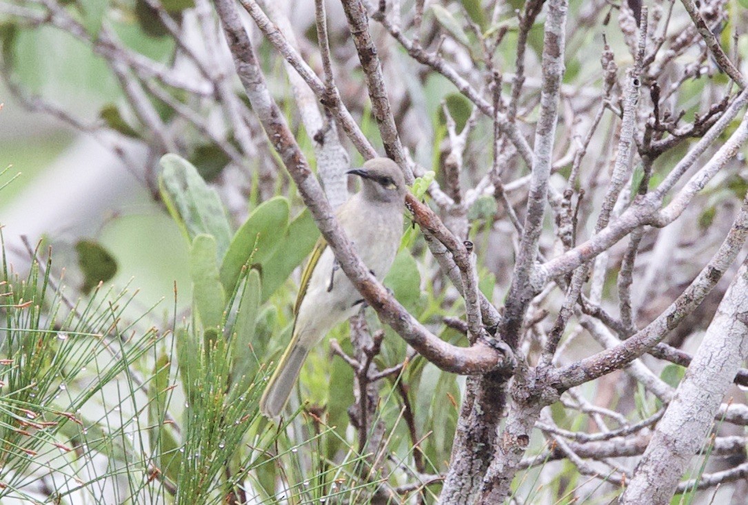 Brown Honeyeater - ML621329014