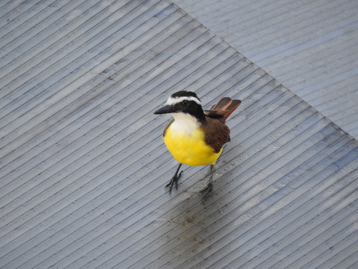 Great Kiskadee - ML621329017