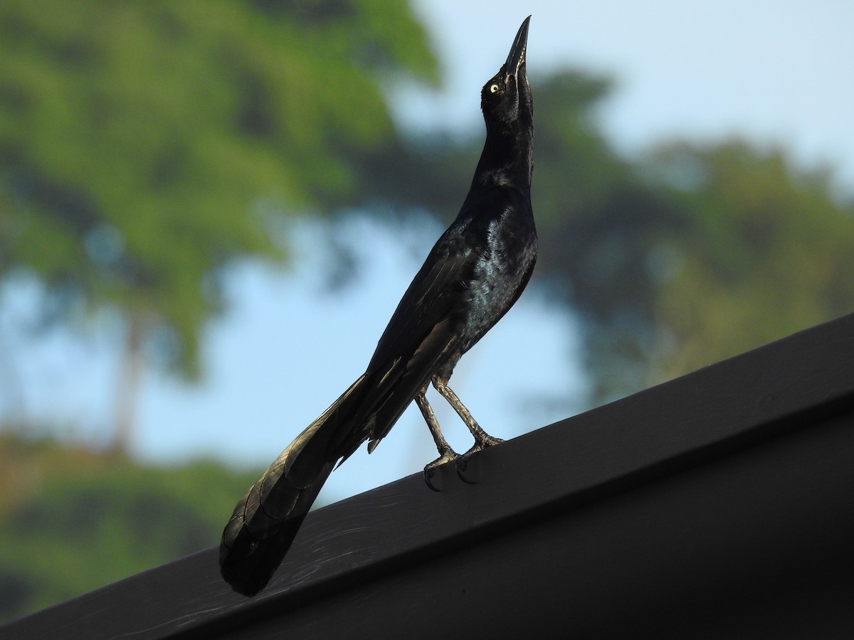 Great-tailed Grackle - ML621329096