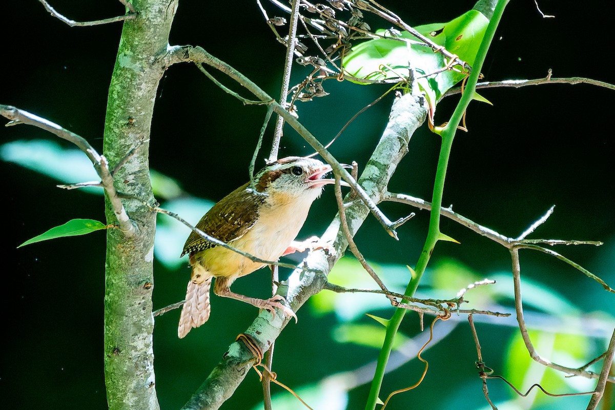 Carolina Wren - ML621329097