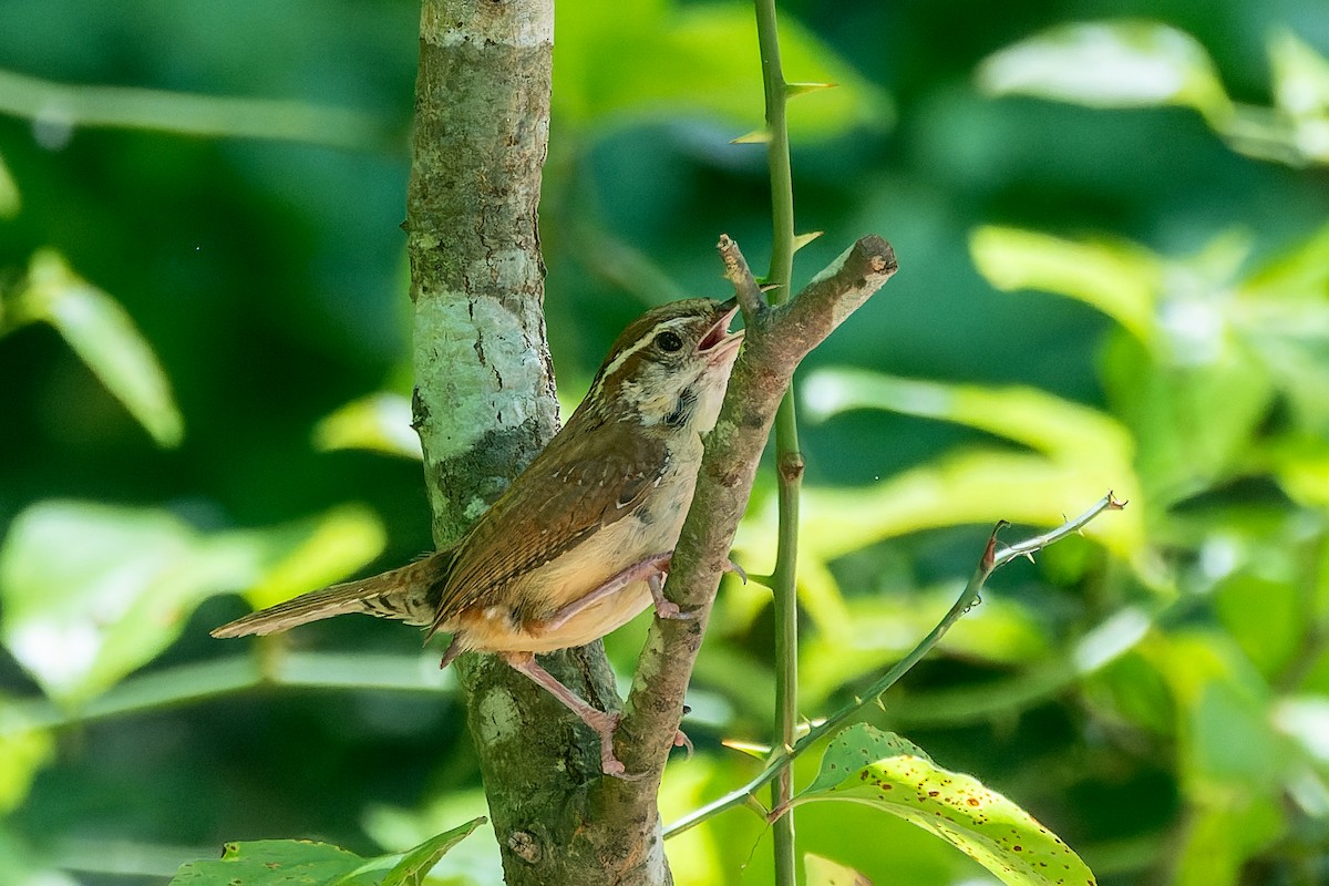 Carolina Wren - ML621329098