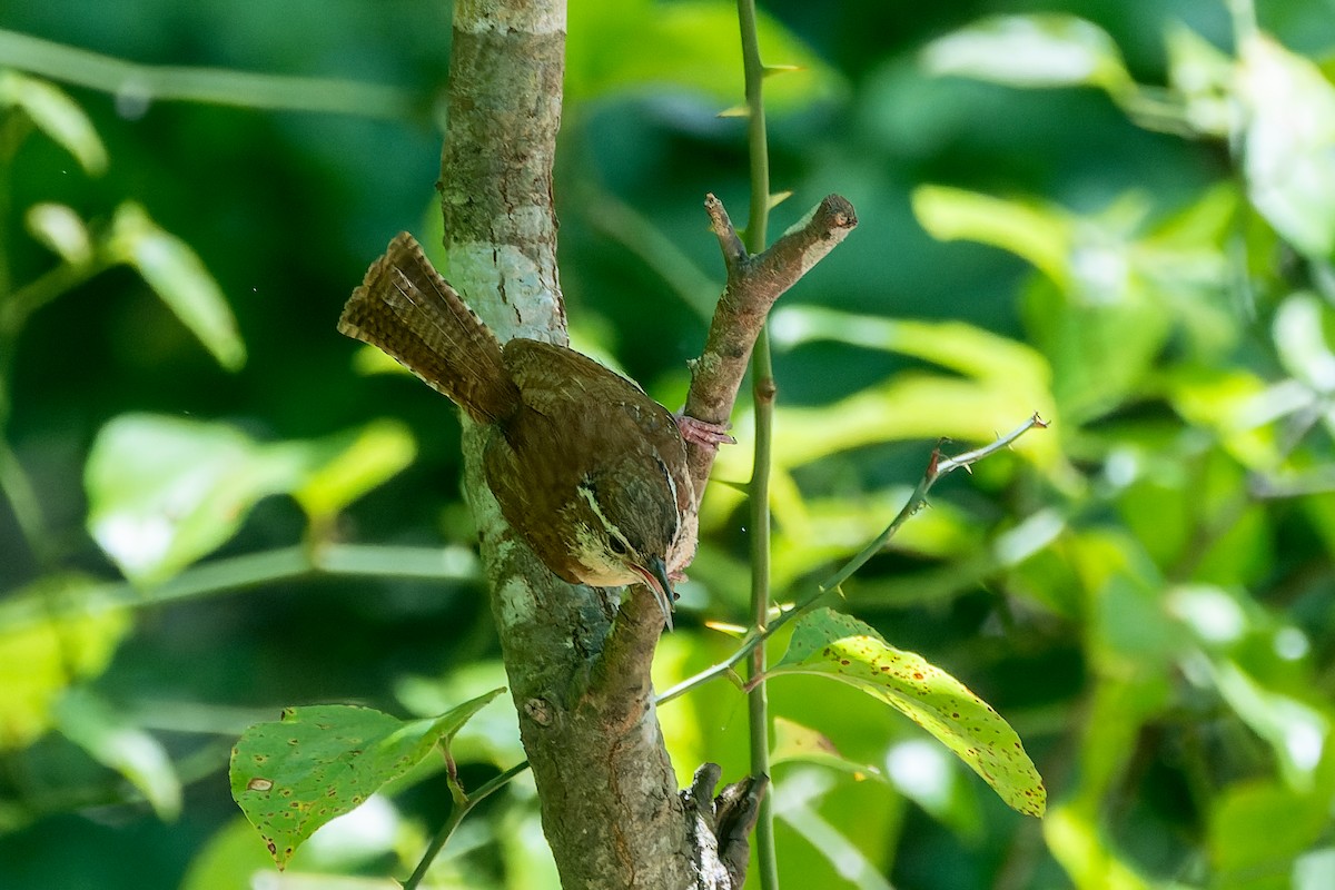 Carolina Wren - ML621329099