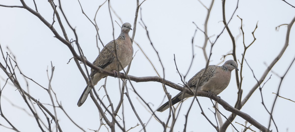 珠頸斑鳩 - ML621329148