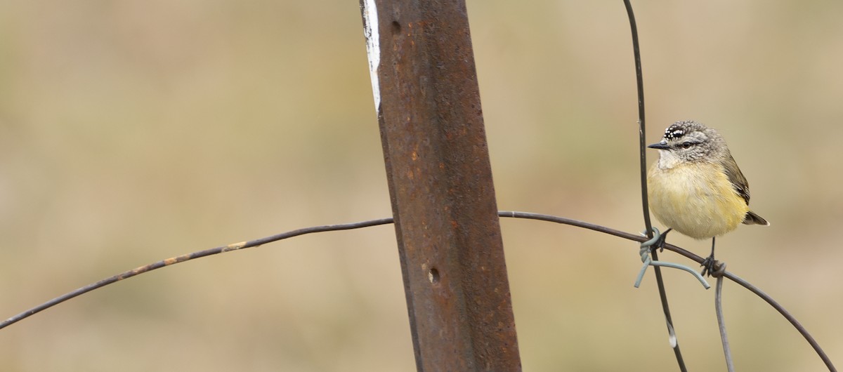 Yellow-rumped Thornbill - ML621329158