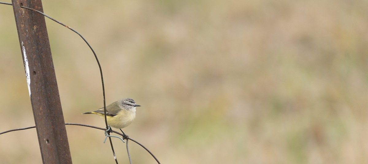 Yellow-rumped Thornbill - Ben Milbourne