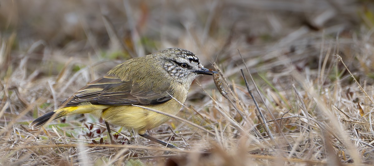 Yellow-rumped Thornbill - ML621329165