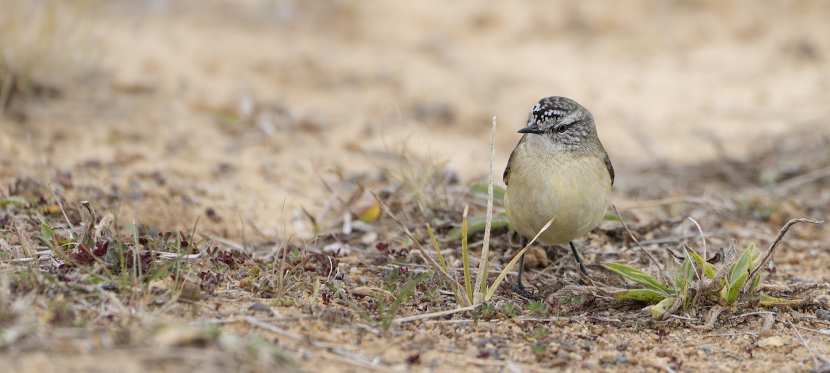 Yellow-rumped Thornbill - ML621329166