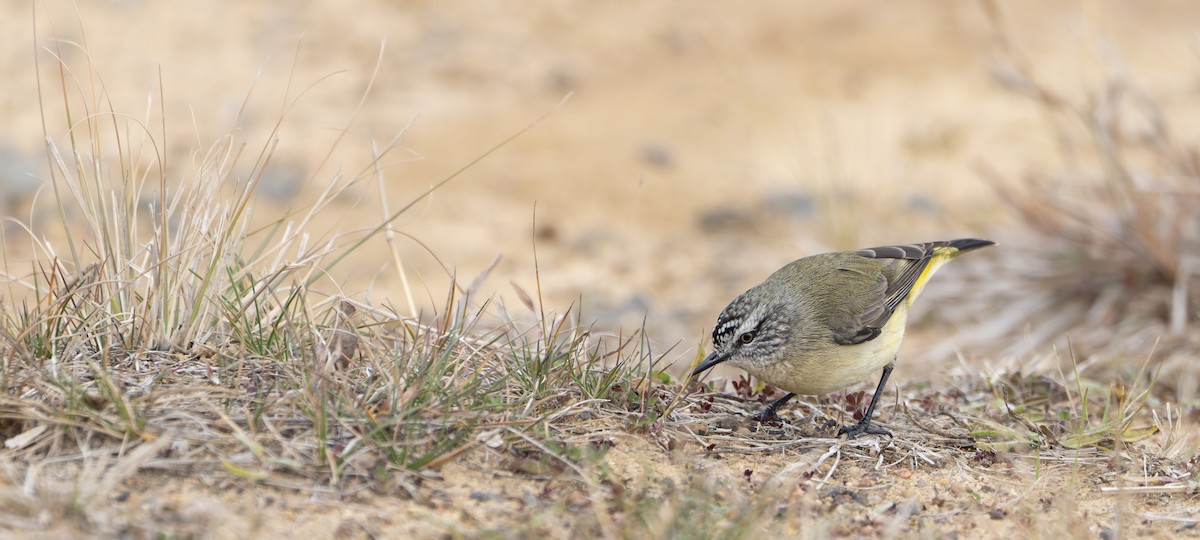 Yellow-rumped Thornbill - ML621329167