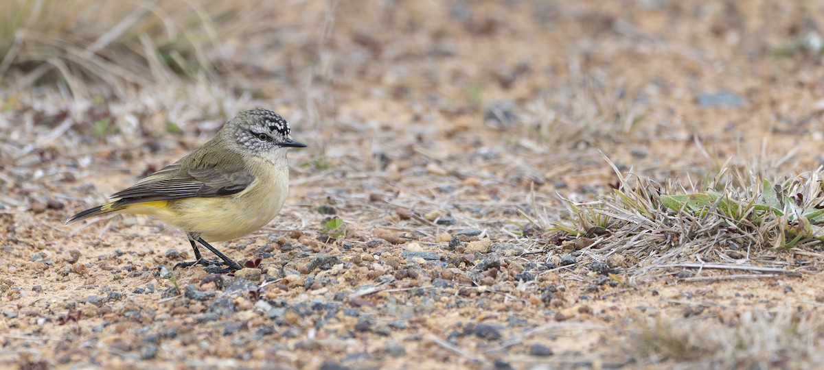 Yellow-rumped Thornbill - ML621329168