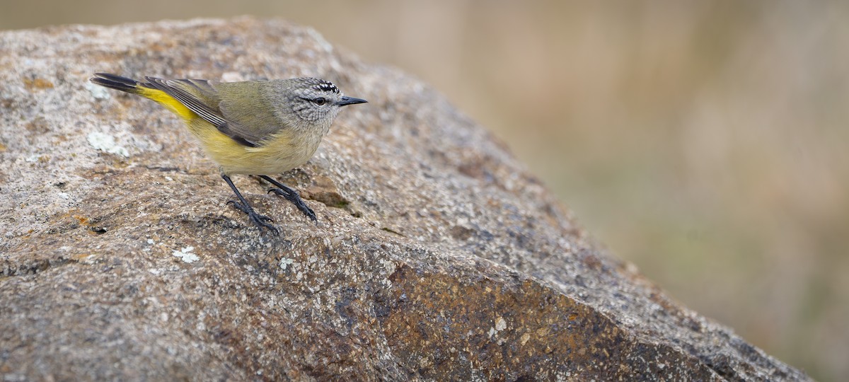 Yellow-rumped Thornbill - ML621329169