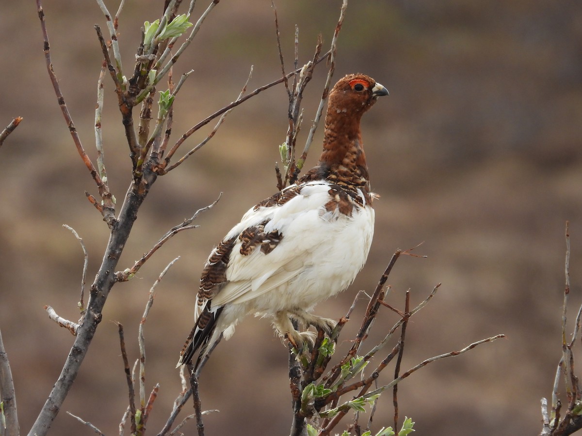 Willow Ptarmigan - ML621329308