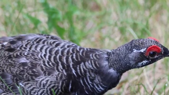 Amerika Ladin Tavuğu [canadensis grubu] - ML621329326
