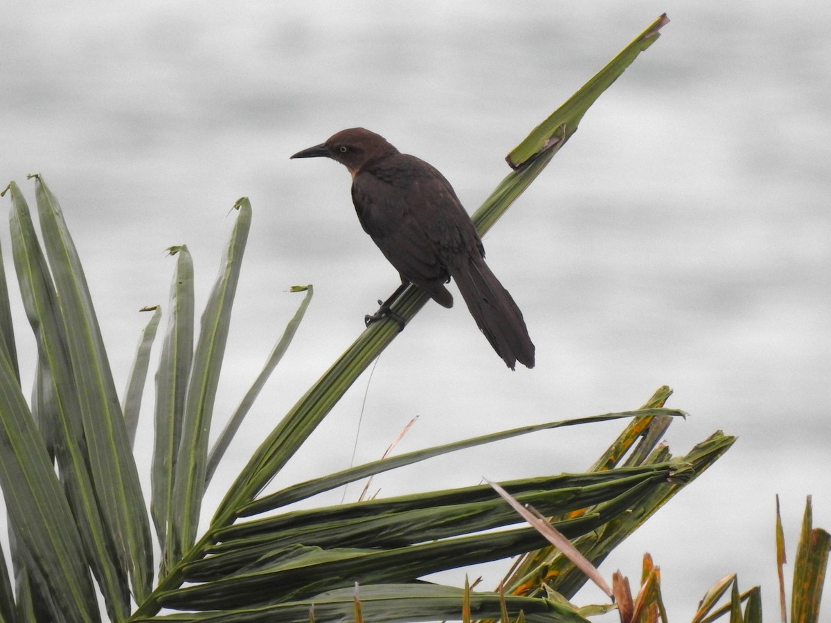 Great-tailed Grackle - ML621329386