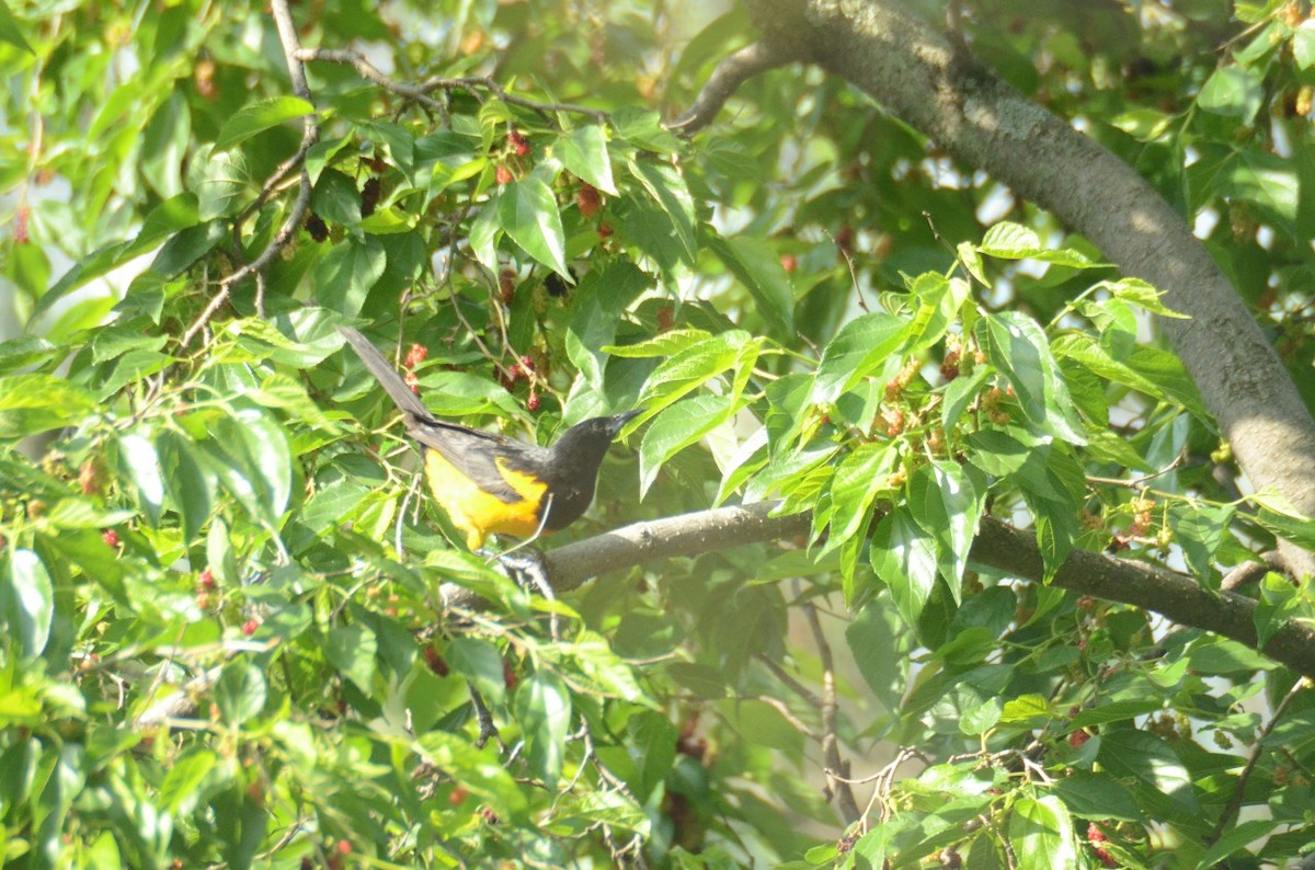 Black-vented Oriole - ML621329393
