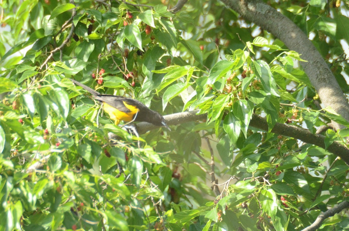 Black-vented Oriole - ML621329400