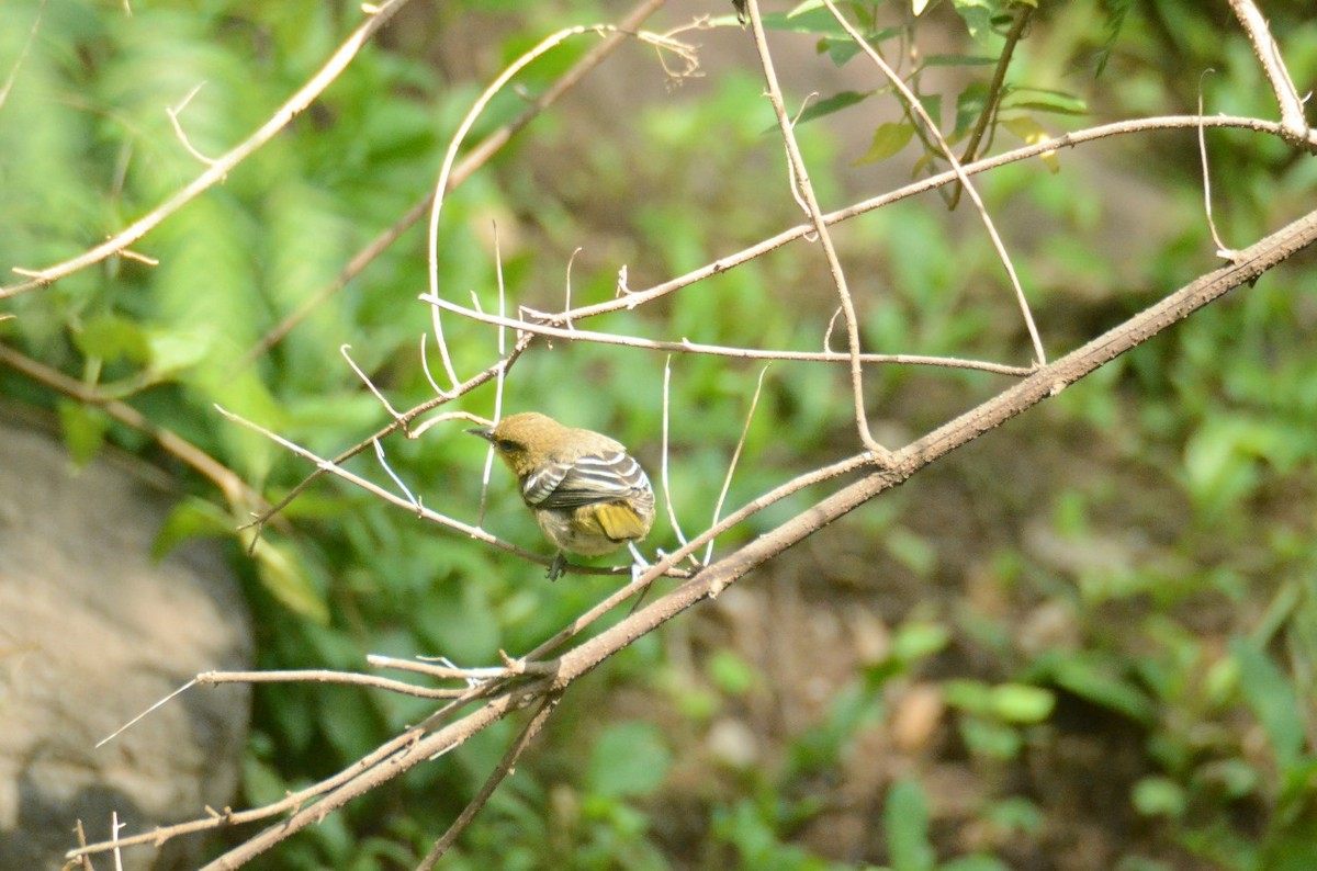 Black-backed Oriole - ML621329413
