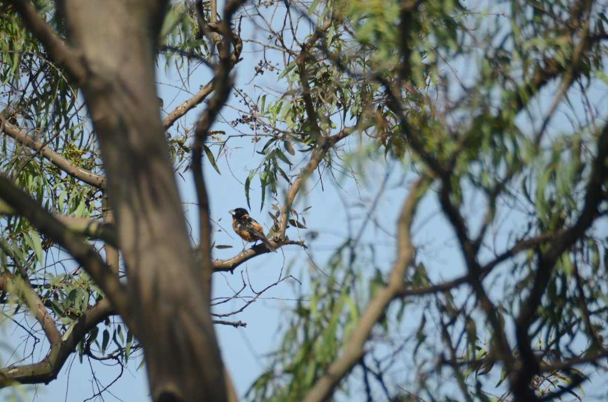 Black-headed Grosbeak - ML621329433