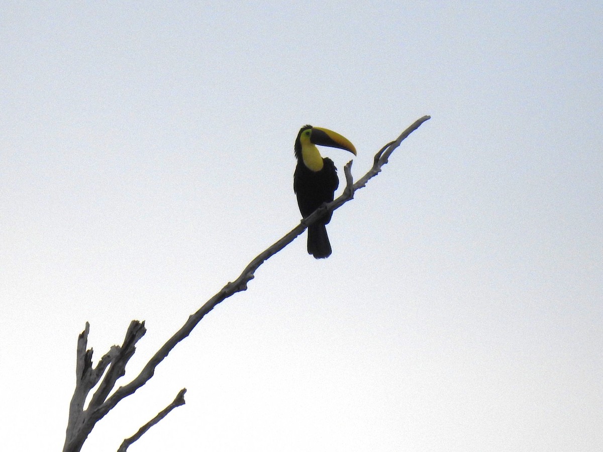 Yellow-throated Toucan - ML621329519