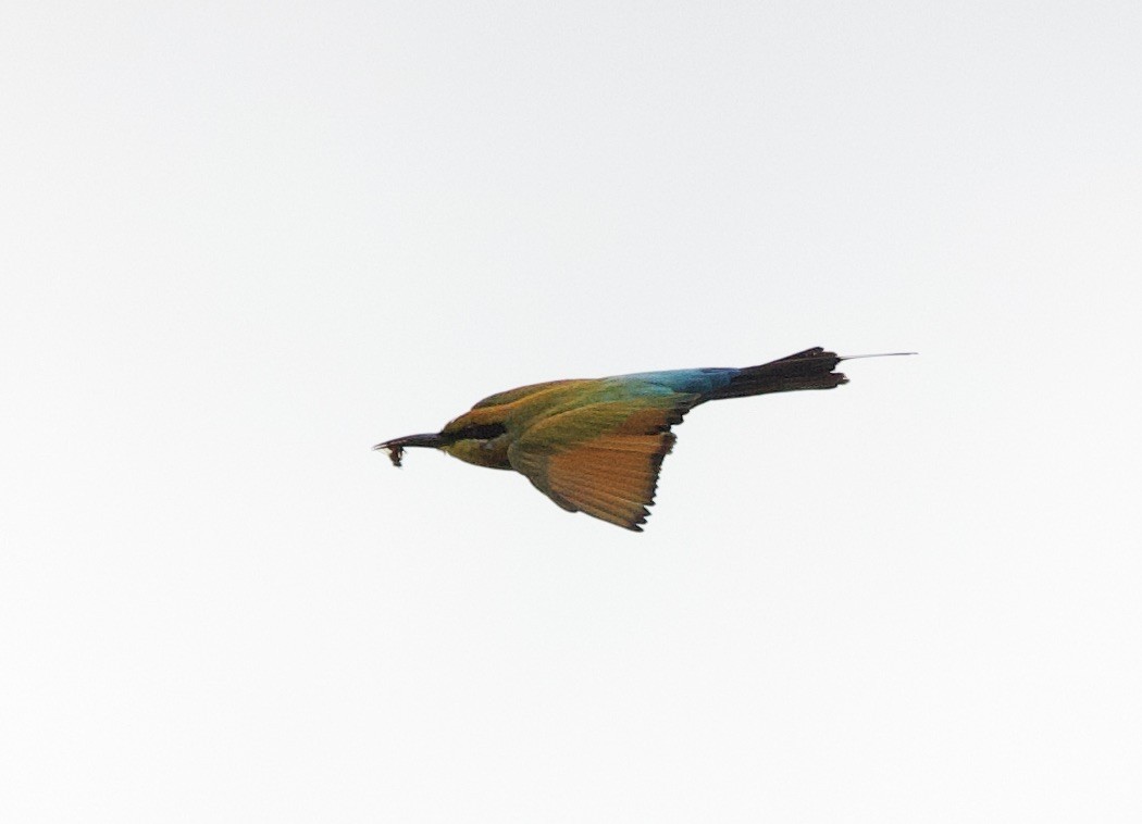 Rainbow Bee-eater - ML621329649